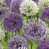 Allium Mixed x5 12/14