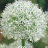 Allium Mount Everest x1 24/+