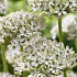 Allium Nigrum x5 10/12