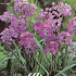 Allium Oreophilum x20 5/6