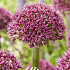 Allium Ostara x3 14/16