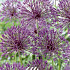 Allium Purple Rain x5 12/14