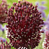 Allium Red Mohican x 2 14/16