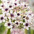 Allium Silver Spring x 1 12/14