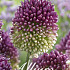 Allium Sphaerocephalon x20 5/6