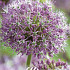 Allium Stipitatum x 2 20/22