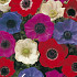 Anemonen Cor. de Caen Mixed x20 5/6