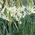 Camassia Leichtlinii Alba x3 14/16