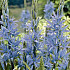 Camassia Leichtlinii blue x 3 14/16