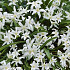 Chionodoxa Luciliae Alba x20 5/6