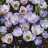 Crocus Chrysanthus Blue Pearl x10 5/6