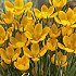 Crocus Chrysanthus Dorothy x20 5/6