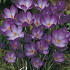 Crocus Chrysanthus Ruby Giant x20 5/6