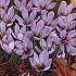 Crocus Sativus x10 8/9