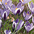 Crocus Spring Beauty x20 5/6