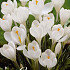 Crocus Vernus Jeanne D'Arc x10 8/9