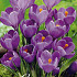 Crocus Vernus Remembrance x10 8/9