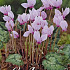 Cyclamen Hederifolium x3 15/20