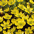 Eranthis Hyemalis x10 5/6