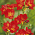 Freesia Single Red x15 5/6