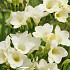 Freesia Single White x15 5/6