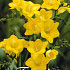 Freesia Single Yellow x15 5/6