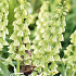 Fritillaria Imp. Ivory Bells x1 24/26