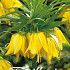 Fritillaria Imp. Lutea x1 24/26