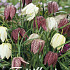 Fritillaria Meleagris Mixed x15 7/+