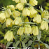 Fritillaria Pallidiflora x 2 12/+