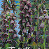 Fritillaria Persica x1 24/26