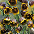 Fritillaria Uva Vulpis x10 8/9