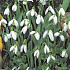 Galanthus Nivalis x10 5/6