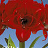 Hippeastrum Cherry Nymph x1 30/32