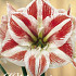 Hippeastrum Clown x1 30/32