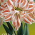 Hippeastrum Dancing Queen x1 30/32