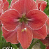 Hippeastrum Magical Touch x1 30/32