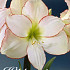 Hippeastrum Picotee x1 30/32