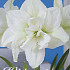 Hippeastrum White Nymph x1 30/32