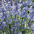 Hyacintoides Hispanica Blue x10 8/9