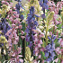 Hyacintoides Hispanica Mixed x10 8/9