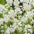 Hyacintoides Hispanica White x10 8/9