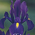 Iris Hollandica Purple Sensation x15 8/9