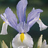 Iris Hollandica Surprise x15 8/9