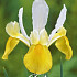 Iris Hollandica Symphony x15 8/9