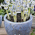 Iris Reticulata Katharina Hodgkin x15 5/6