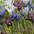 Iris Reticulata Mixed x15 5/6