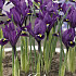 Iris Reticulata Purple Hill x15 5/6