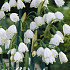 Leucojum Aestivum x10 10/12