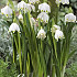 Leucojum Vernum x 5 8/9